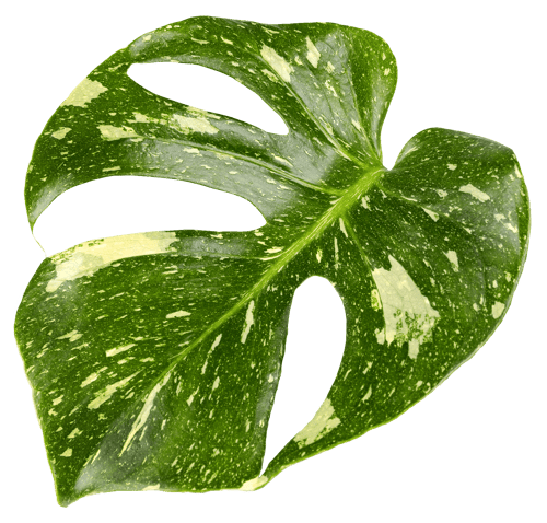 5IN_Thai_Constellation_Leaf