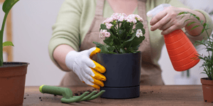 Kalanchoe Care