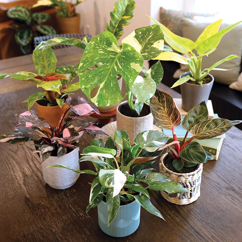 Collections_Thumbnail_Curated_Foliage_800_x_800