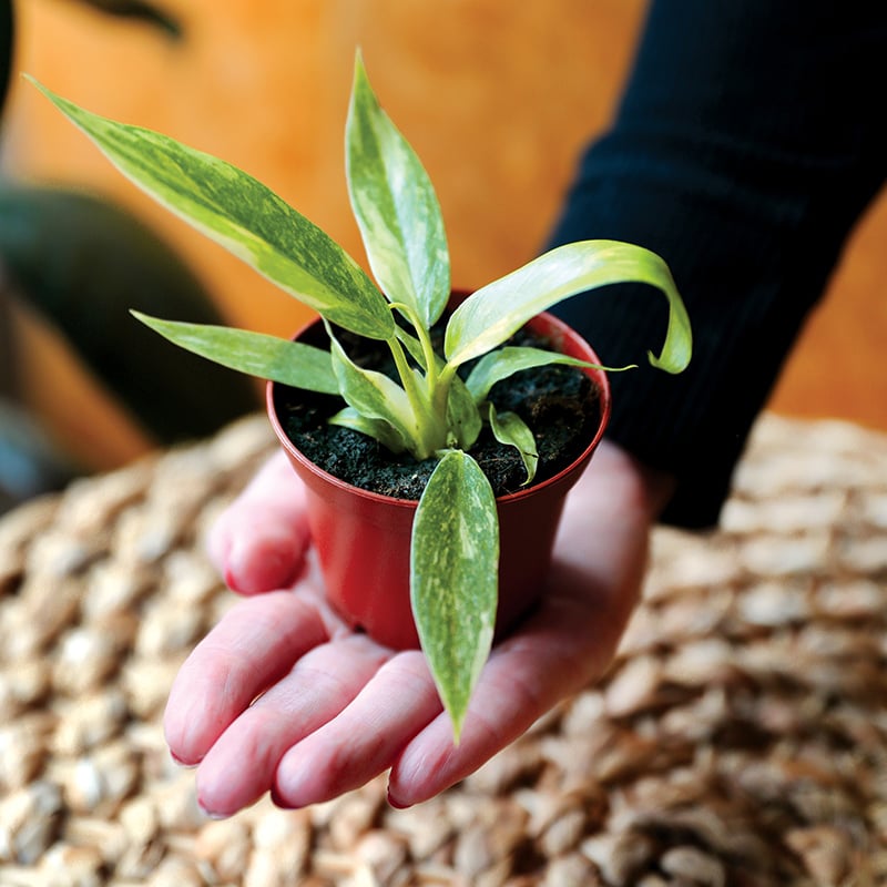 Collections_Thumbnail_Curated_Geenhouse_800_x_800