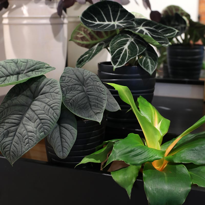 Collections_Thumbnail_Harvest_Moon_Collection_800_x_800