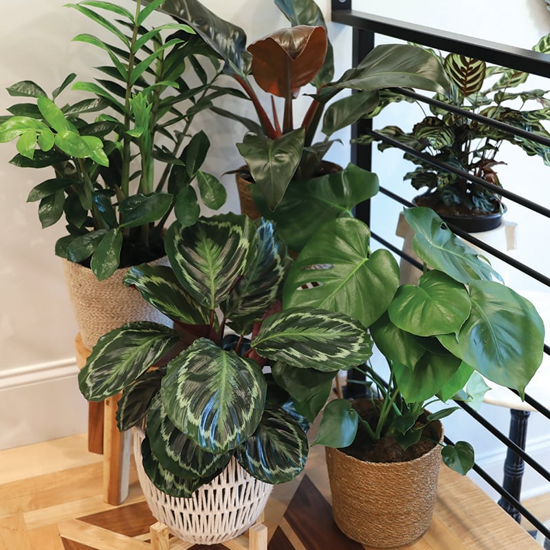 Collections_Thumbnail_Large_Foliage_800_x_800