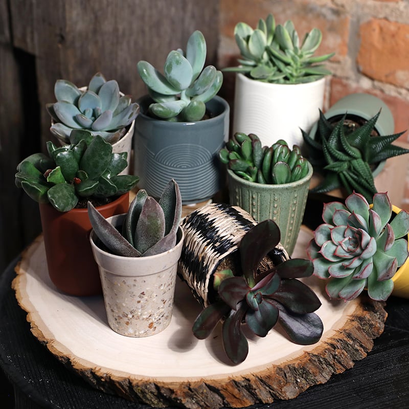 Collections_Thumbnail_Mini_Succulents_800_x_800