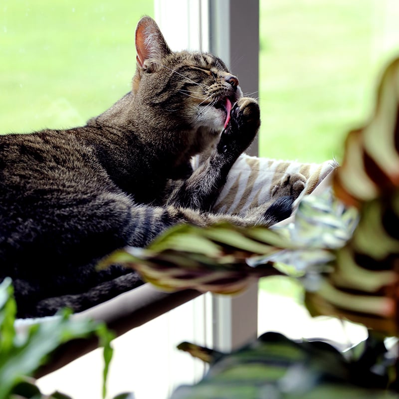 Collections_Thumbnail_Pet_Friendly_800_x_800