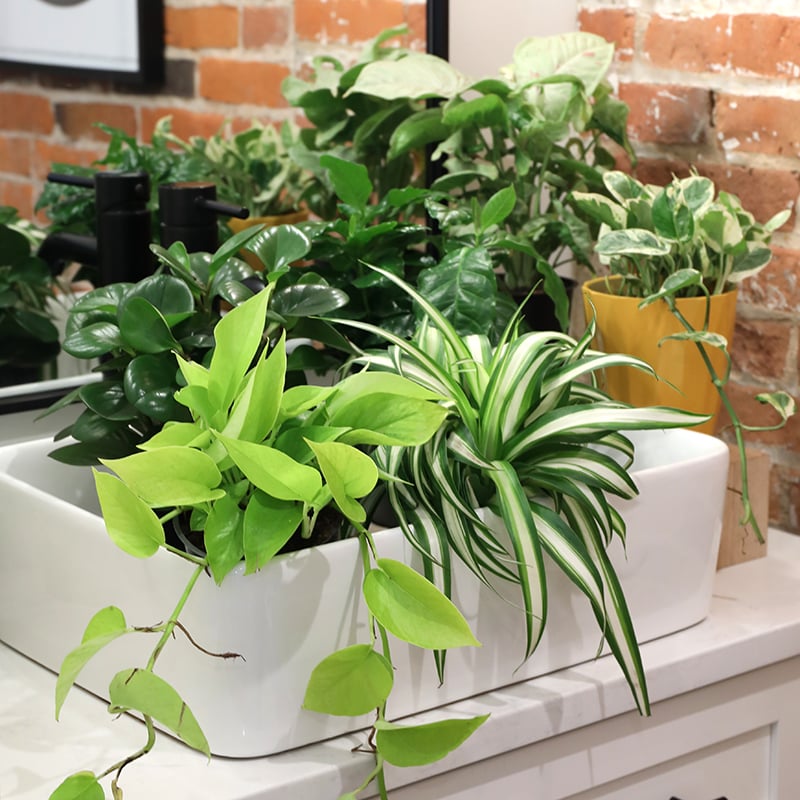 Collections_Thumbnail_Premium_Foliage_800_x_800