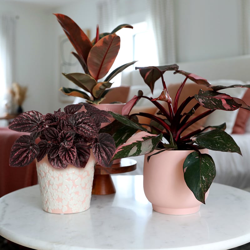 Collections_Thumbnail_Rose_Collection_800_x_800