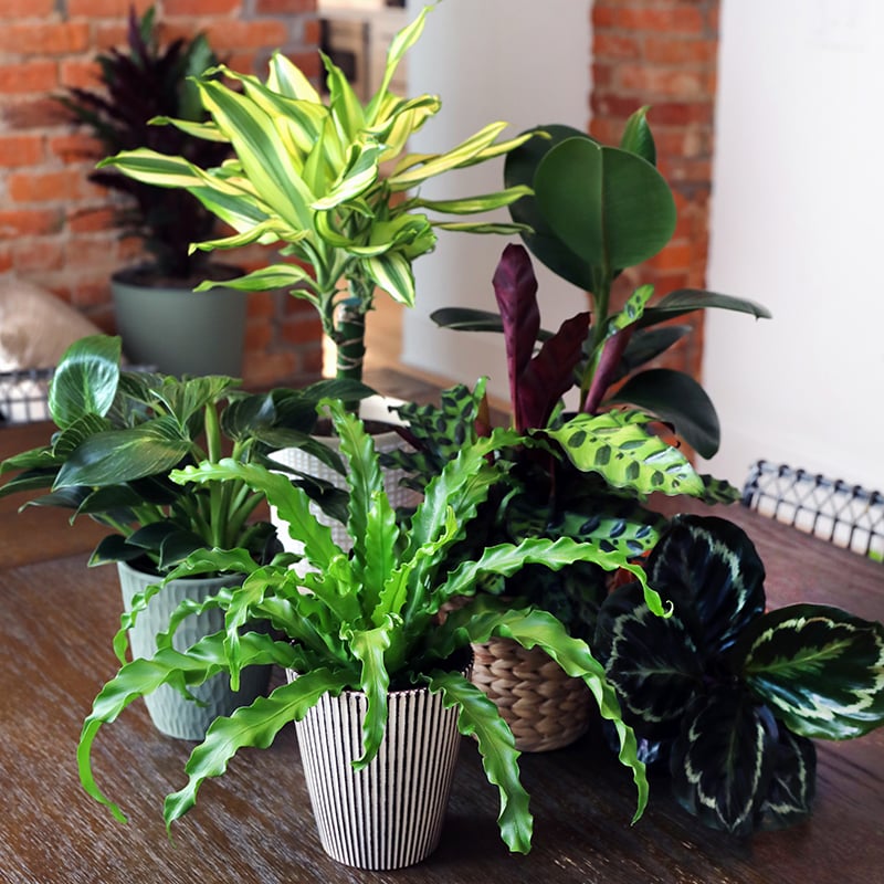 Collections_Thumbnail_Signature_Foliage_800_x_800