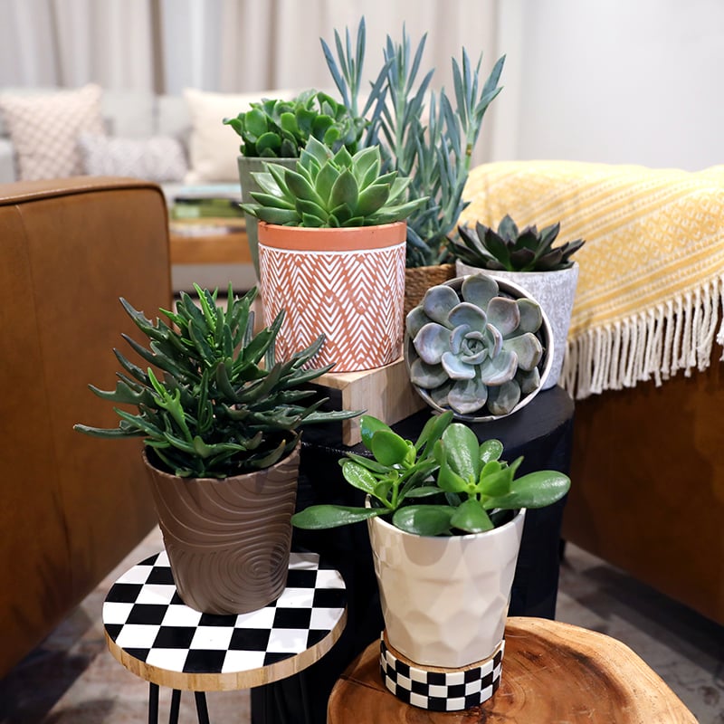 Collections_Thumbnail_Succulents_800_x_800