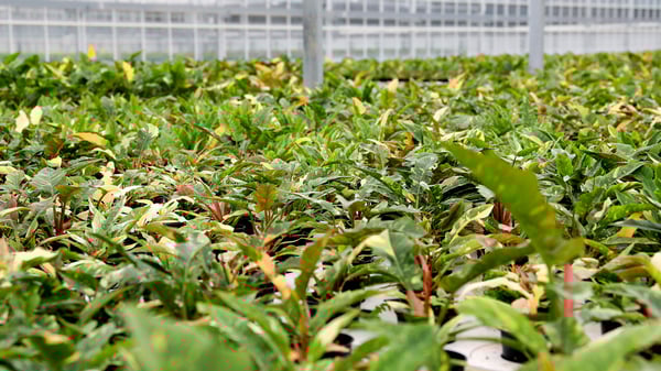 Greenhouse_Ring_of_Fire_1920_x_1080