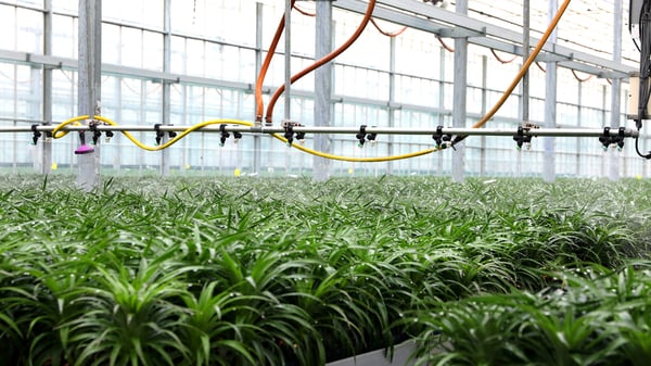 Greenhouse_Watering_1920_x_1080