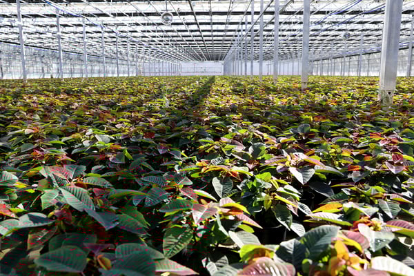 LowRes_NoBackground-Greenhouse Young Poinsettias 2