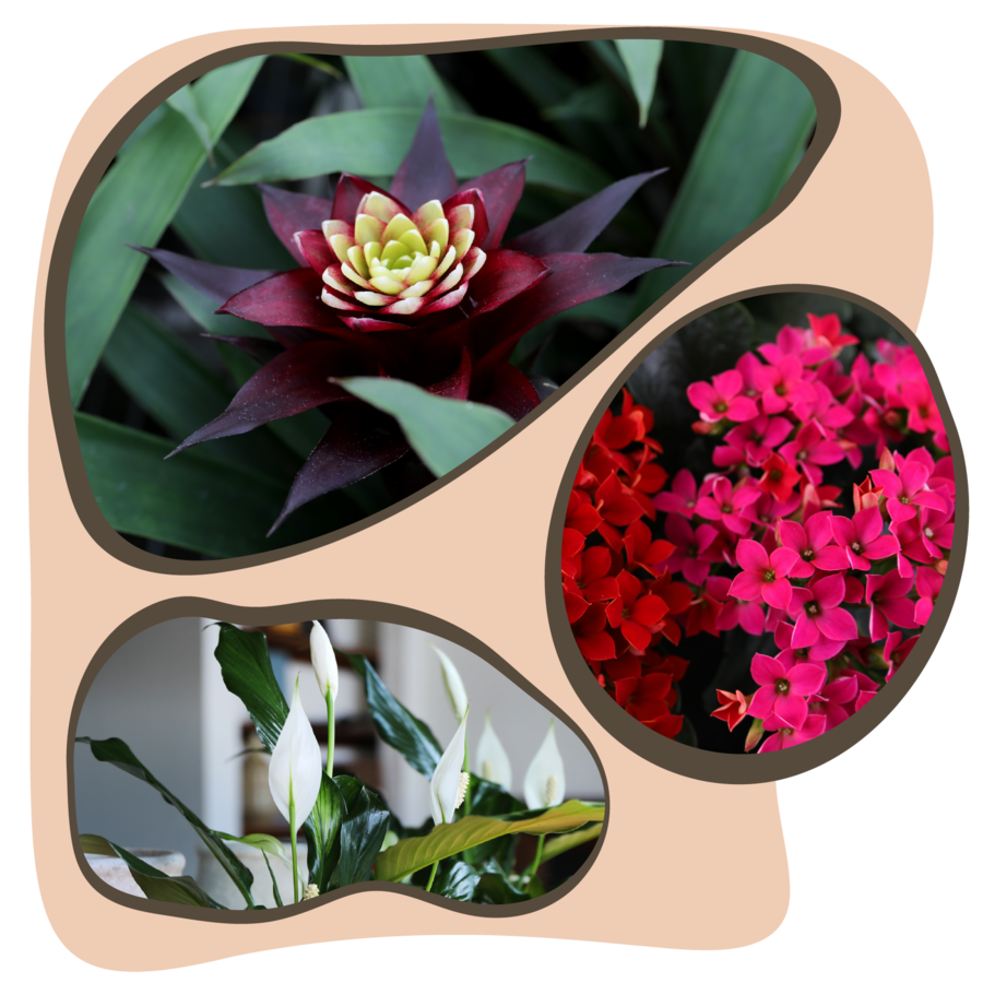 LowRes_NoBackground-Website_Graphic_Square_Flowering-Foliage (2)