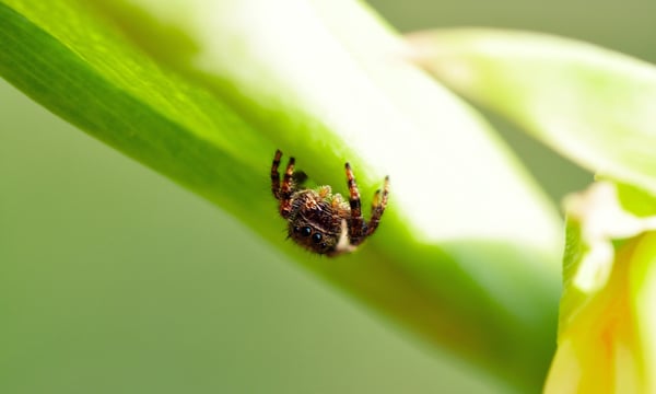 Pest_Management_Spider