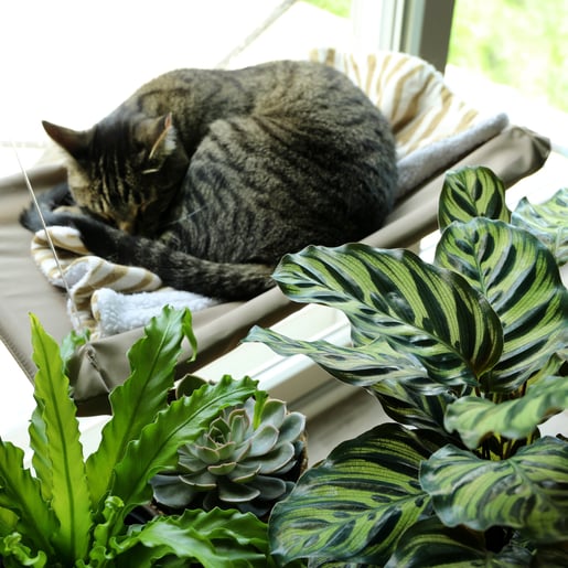 Pet Friendly Plants