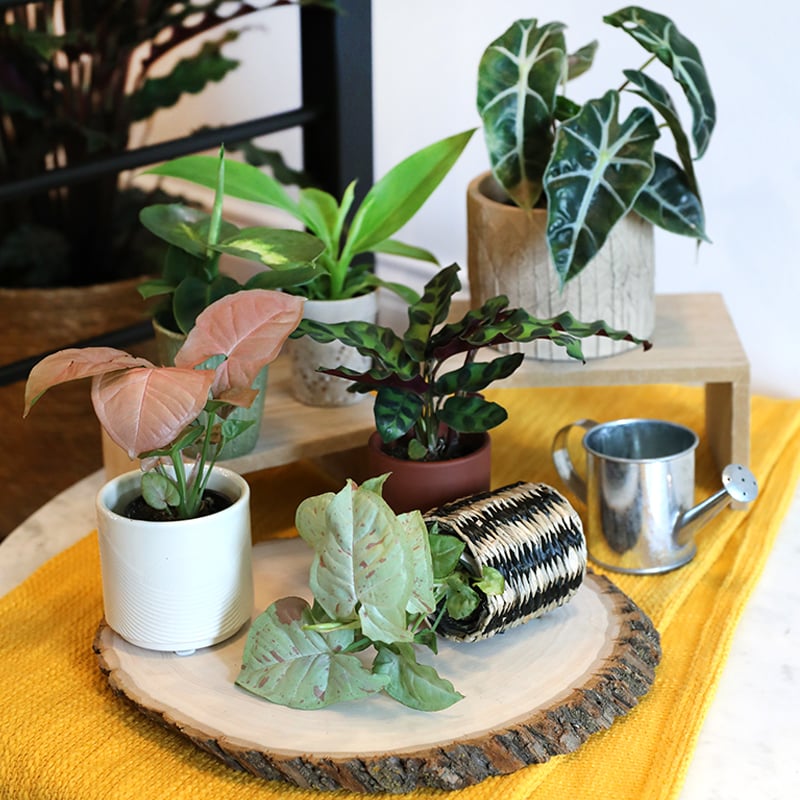 Square_Collections_Mini_Foliage_800_x_800_1