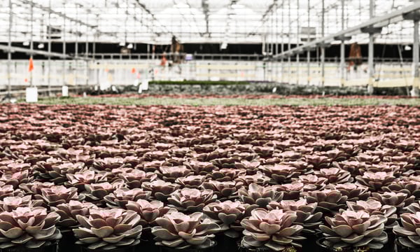 Succulent_Greenhouse_Bay