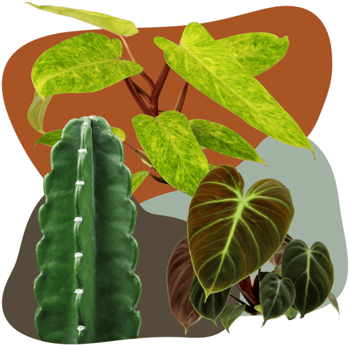 Website_Graphic_Curated_Foliage