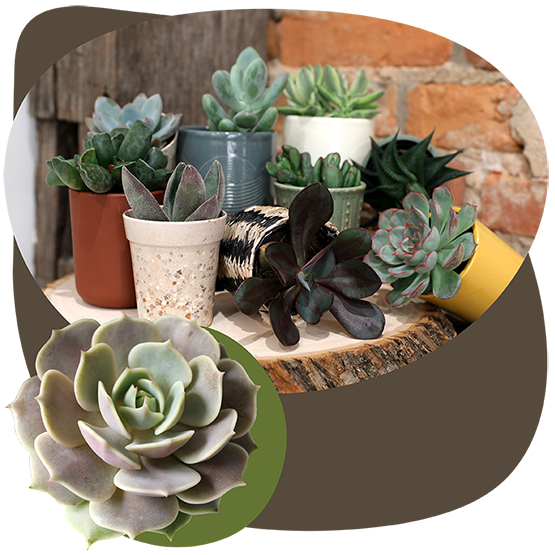 Website_Graphic_Mini_Succulents_SQ Website_Graphic_Mini_Succulents_SQ