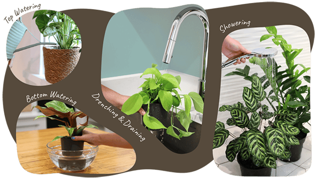 Website_Graphic_Watering_2 Website_Graphic_Watering_2