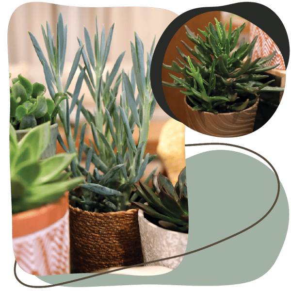 Website_Graphic__5IN_Succulents_SQ