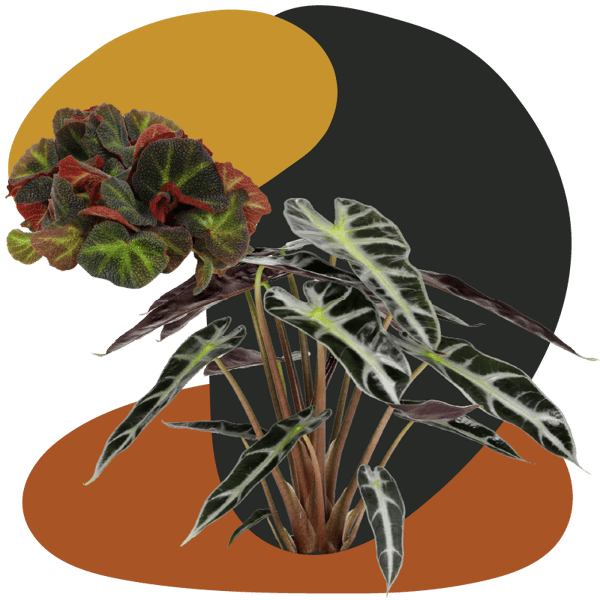 Website_Graphic__Harvest_Moon_SQ Website_Graphic__Harvest_Moon_SQ