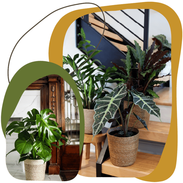 Website_Graphic__Large-Foliage-SQ