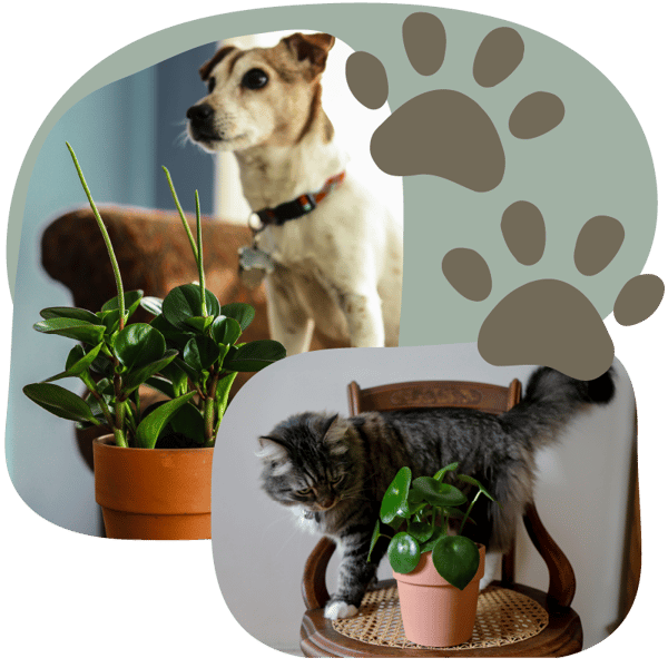 Website_Graphic__Pet-Friendly_SQ