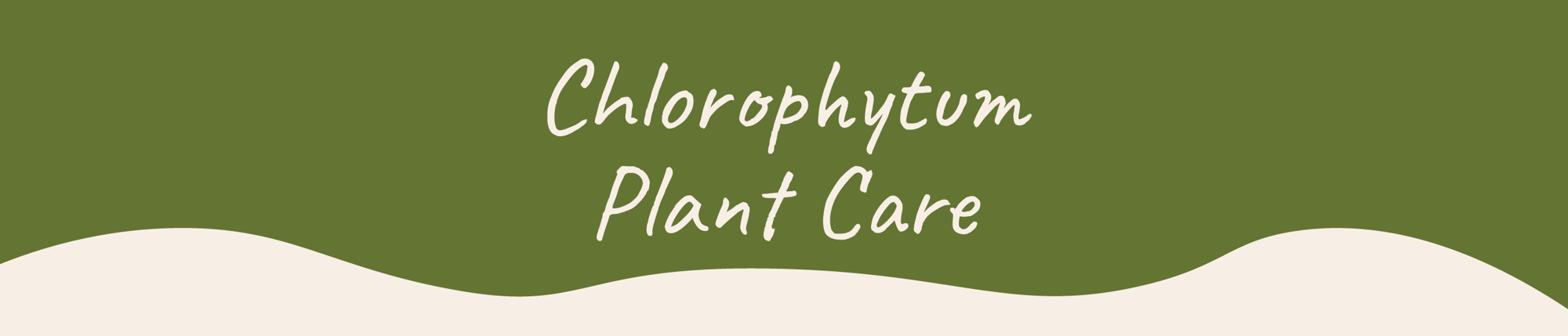 Website_Graphic__Plant_Care_Header_Chlorophytum