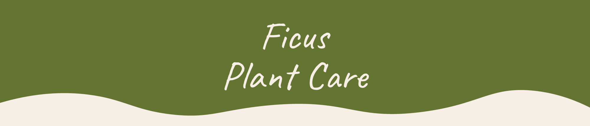 Website_Graphic__Plant_Care_Header_Ficus