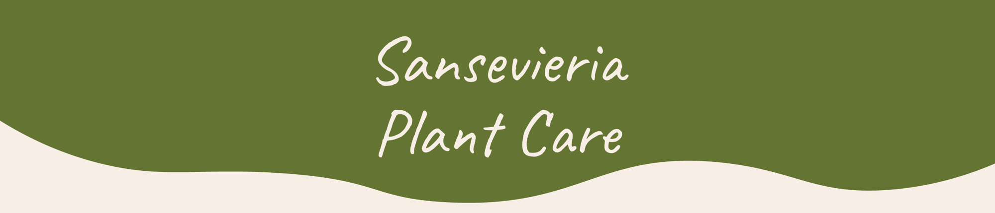 Website_Graphic__Plant_Care_Header_Sansevieria Website_Graphic__Plant_Care_Header_Sansevieria