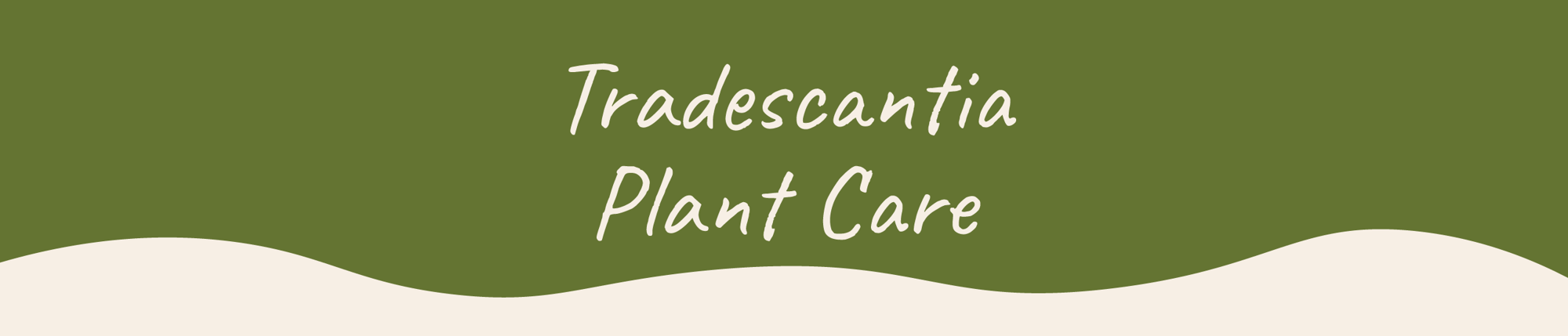 Website_Graphic__Plant_Care_Header_Tradescantia