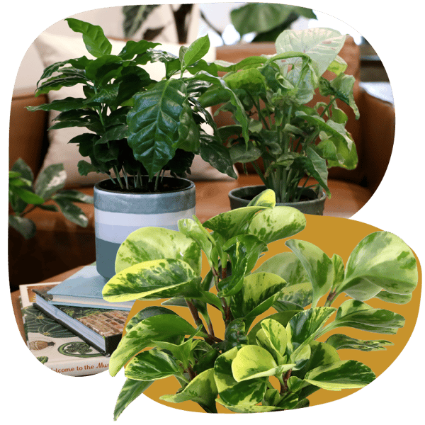 Website_Graphic__Premium-Foliage-SQ