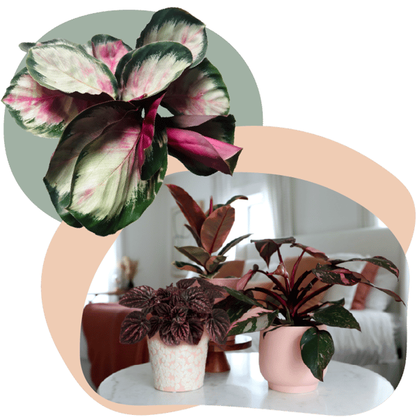 Website_Graphic__Rose_SQ