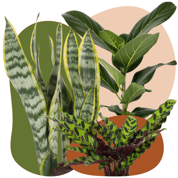 Website_Graphic__Signature_SQ