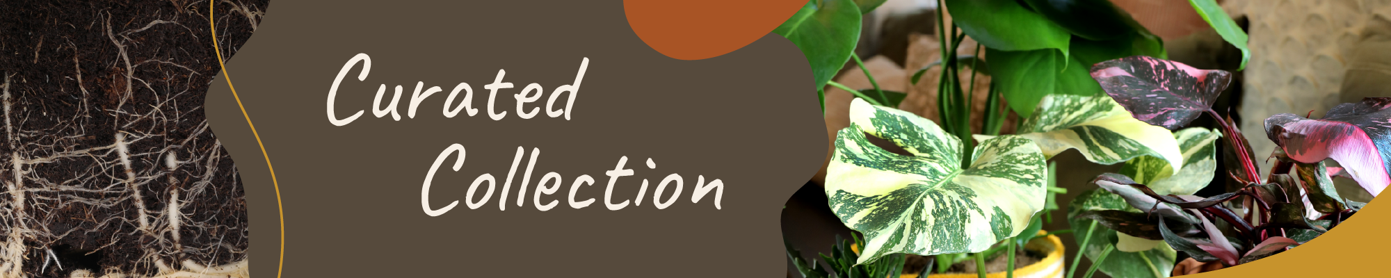 Website_Graphic_template_Curated_foliage_Curated Header 2000x400 copy 4