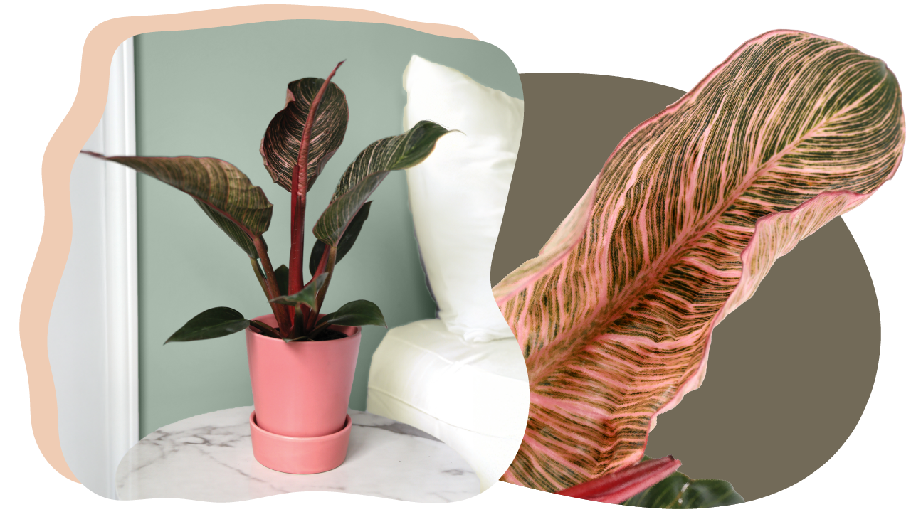 Website_Graphic_template_Curated_foliage_Pink_Bikini