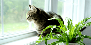 What plants are toxic to cats? 