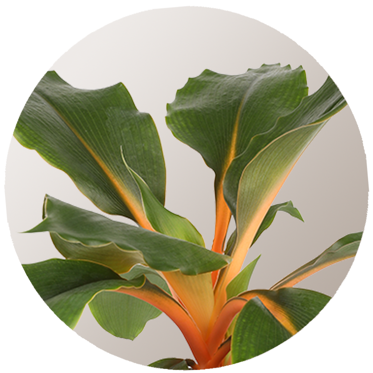 A close up of a plant Description automatically generated