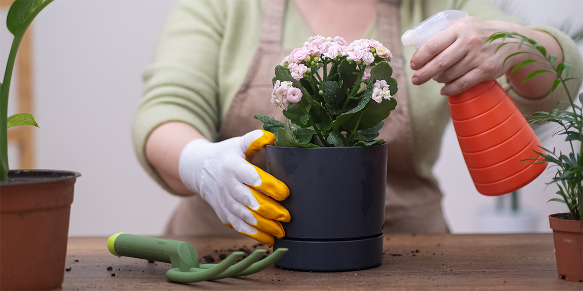 Kalanchoe Care