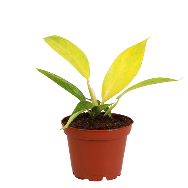 3 inch Calkin's Gold plant