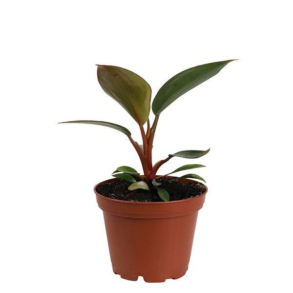 3inch Philodendron Pink Bikini