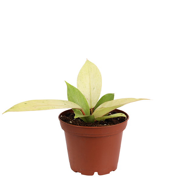 3inch Snow Drift plant