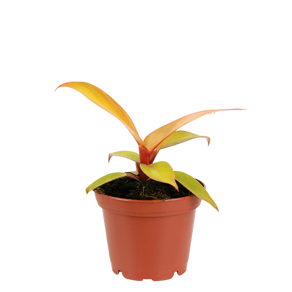small Philodendron Sun Red