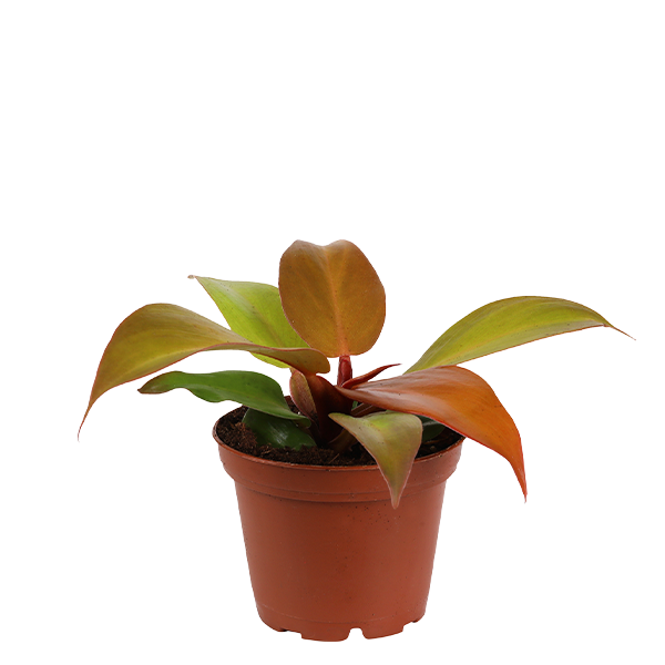 Philodendron Red Moon