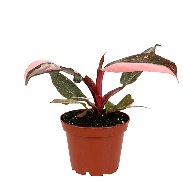 Mini Philodendron Pink Princess