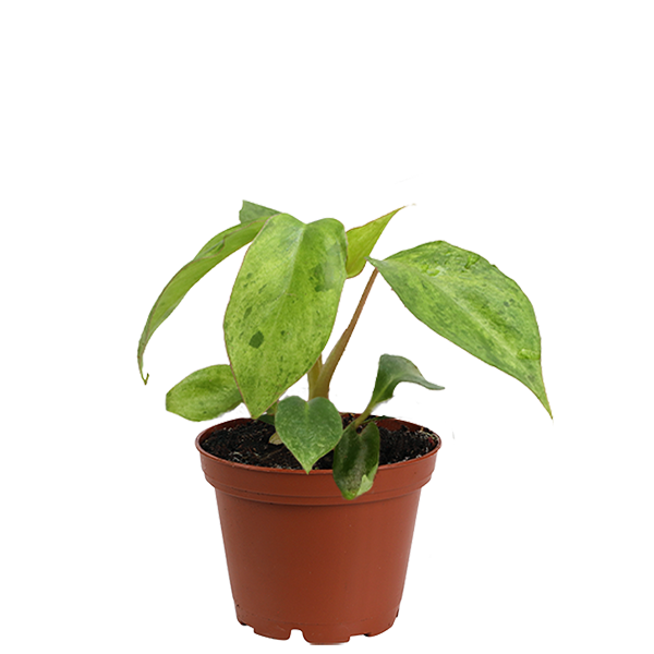 3 inch El Paraiso Plant