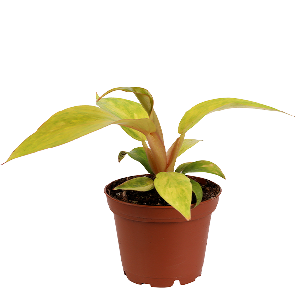 Mini Orange Marmalade Plant