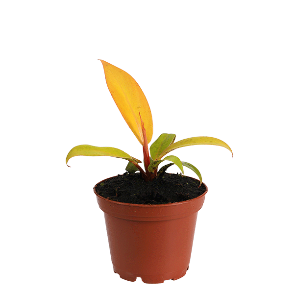 3inch Philodendron Prince of Orange