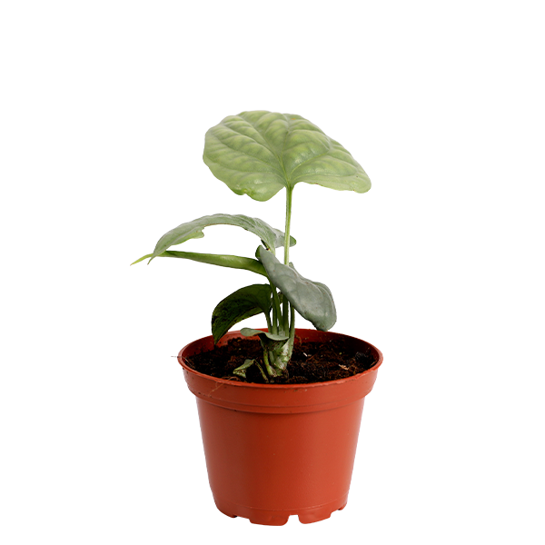 3inch amydrium silver curated greenhouse