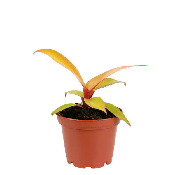 3inch Philodendron Sun Red